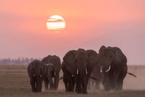 Earth Month 2024 Disney+ Highlights