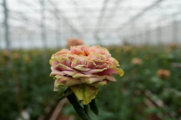 Foreign Correspondent on ABC and ABC iview S34E18 profiles the flower trade