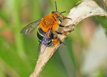 Blue banded bee wins ABC Australian Insect of the Year poll