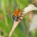 Blue banded bee wins ABC Australian Insect of the Year poll