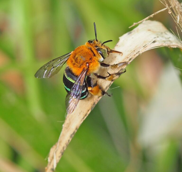 Blue banded bee wins ABC Australian Insect of the Year poll