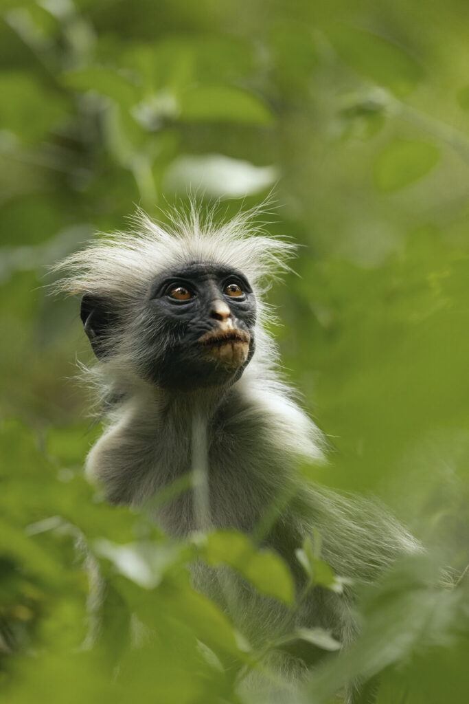 The Secret Lives of Animals on Apple TV+ for December