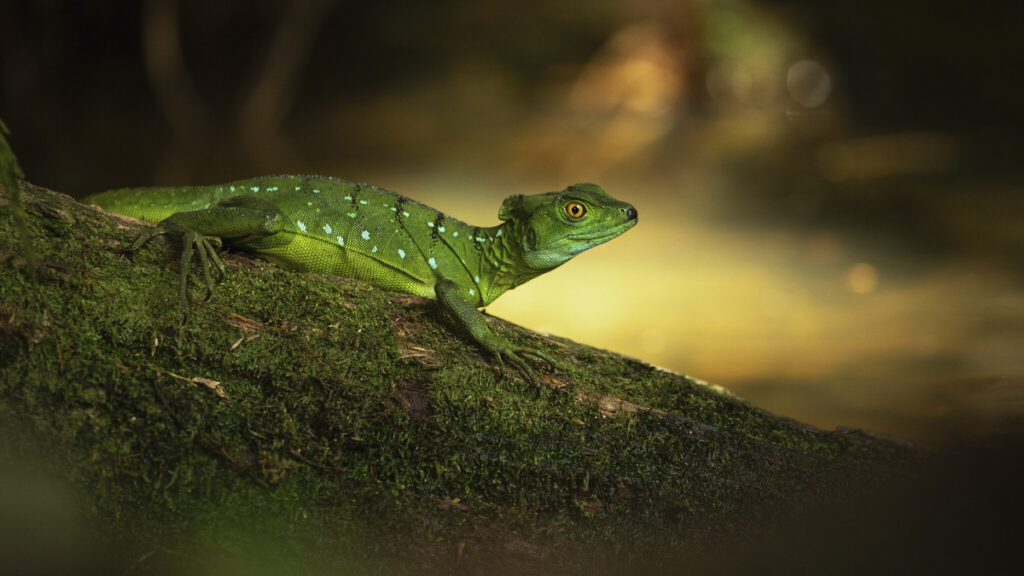 The Secret Lives of Animals on Apple TV+ for December