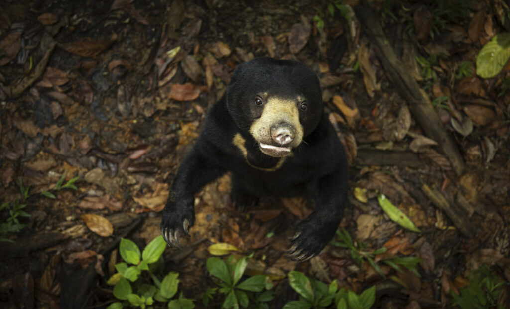 The Secret Lives of Animals on Apple TV+ for December