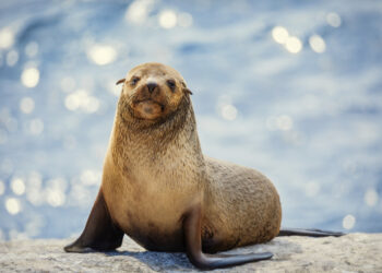 The Secret Lives of Animals on Apple TV+ for December