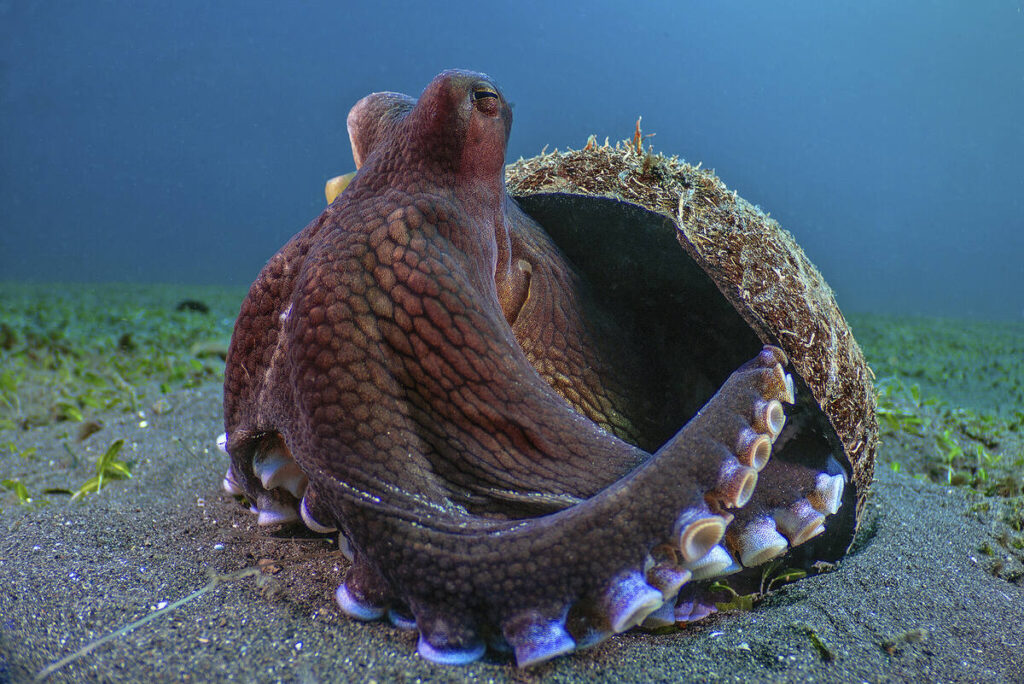 The Secret Lives of Animals on Apple TV+ for December