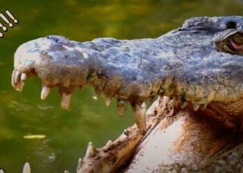 I’m A Celebrity… Get Me Out Of Here! Stand Up Comedian star clue