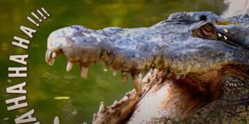 I’m A Celebrity… Get Me Out Of Here! Stand Up Comedian star clue