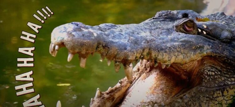 I’m A Celebrity… Get Me Out Of Here! Stand Up Comedian star clue