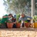 Gardening Australia Junior on ABC Kids and ABC iview S2E3