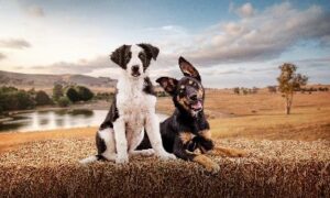 February 2025 on ABC iview