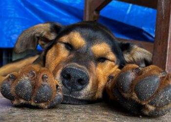 Muster Dogs: Collies and Kelpies on ABC and ABC iview S3E2