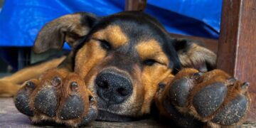 Muster Dogs: Collies and Kelpies on ABC and ABC iview S3E2