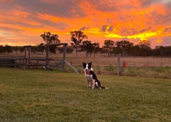 Muster Dogs: Collies and Kelpies on ABC and ABC iview S3E4