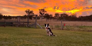 Muster Dogs: Collies and Kelpies on ABC and ABC iview S3E4