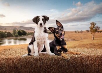 Muster Dogs: Collies and Kelpies on ABC and ABC iview S3E1