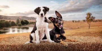Muster Dogs: Collies and Kelpies on ABC and ABC iview S3E1