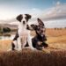 Muster Dogs: Collies and Kelpies on ABC and ABC iview S3E1