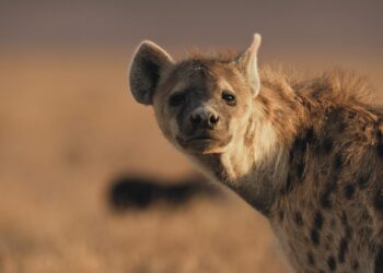 David Attenborough's Mammals on Channel 9 and 9Now S1E3
