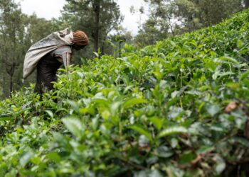 Foreign Correspondent on ABC and ABC iview S35E3