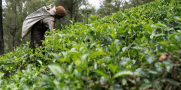 Foreign Correspondent on ABC and ABC iview S35E3