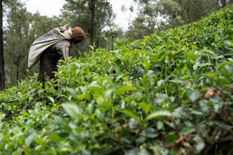 Foreign Correspondent on ABC and ABC iview S35E3