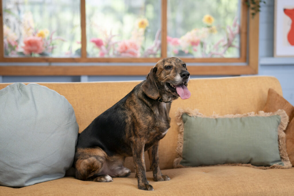 Review | The Dog House Australia on 10 and 10 Play