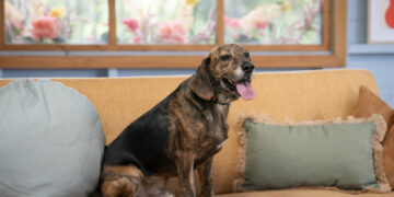 Review | The Dog House Australia on 10 and 10 Play