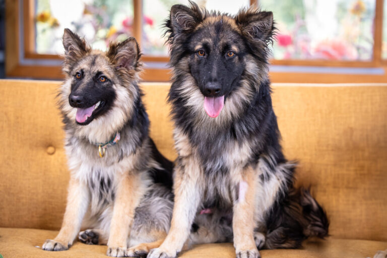 The Dog House Australia on 10 returns 26 February