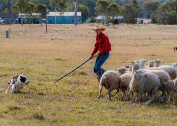 Muster Dogs: Collies and Kelpies on ABC and ABC iview S3E6