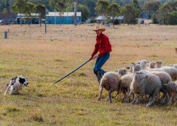 Muster Dogs: Collies and Kelpies on ABC and ABC iview S3E5