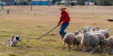 Muster Dogs: Collies and Kelpies on ABC and ABC iview S3E5