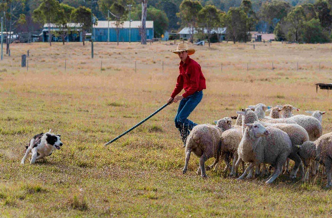 Muster Dogs: Collies and Kelpies on ABC and ABC iview S3E5