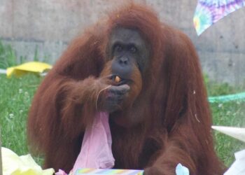 Secrets of the Zoo on ABC Family and ABC iview S3