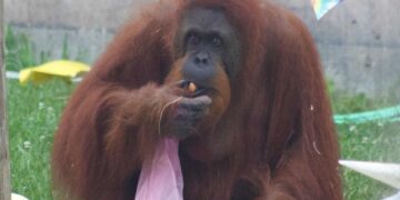 Secrets of the Zoo on ABC Family and ABC iview S3