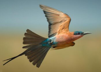 Airborne: Nature In Our Skies on 10 and 10 Play S1E1