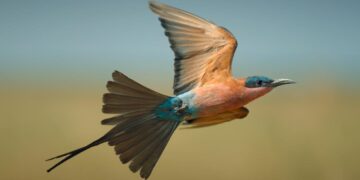 Airborne: Nature In Our Skies on 10 and 10 Play S1E1