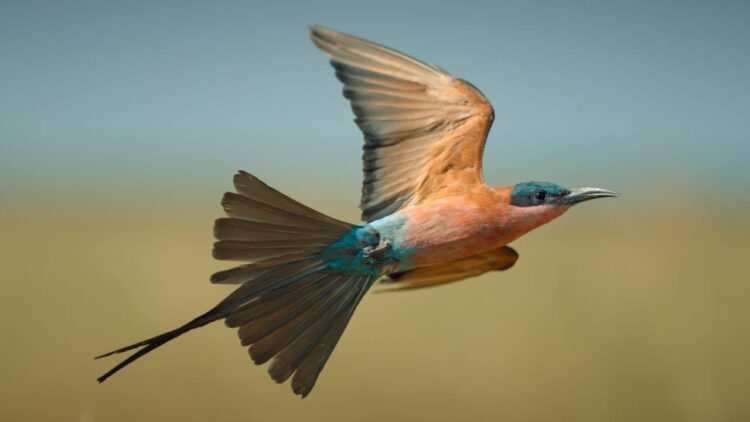 Airborne: Nature In Our Skies on 10 and 10 Play S1E1