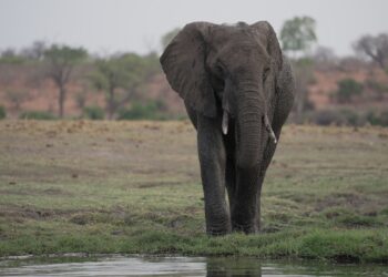 Foreign Correspondent on ABC and ABC iview S35E6