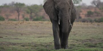 Foreign Correspondent on ABC and ABC iview S35E6