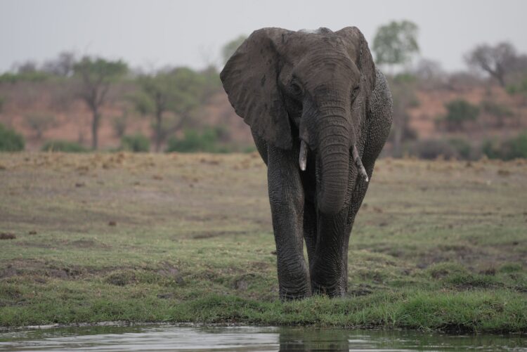 Foreign Correspondent on ABC and ABC iview S35E6