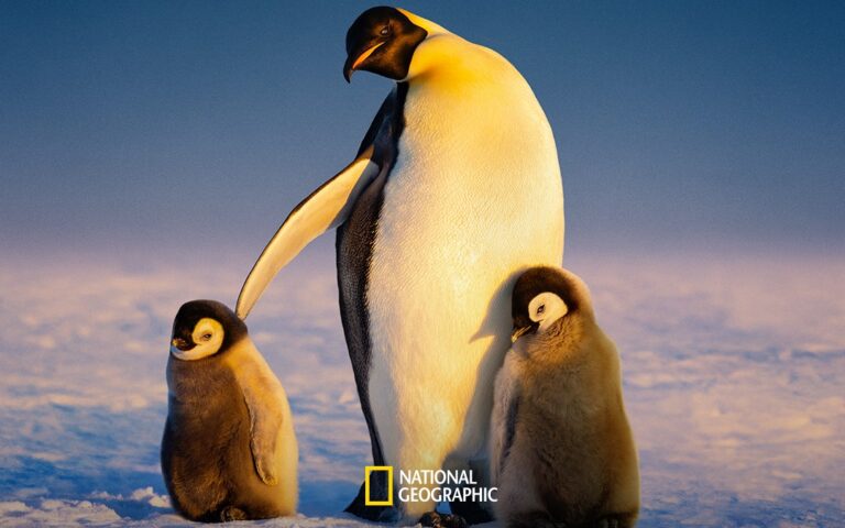Secrets of the Penguins on Disney+ trailer