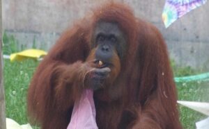 March 2025 on ABC iview