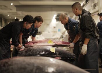 Foreign Correspondent on ABC and ABC iview S35E9