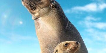 Sea Lions of the Galápagos on Disney+ trailer
