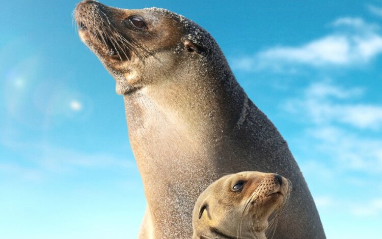 Sea Lions of the Galápagos on Disney+ trailer