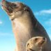 Sea Lions of the Galápagos on Disney+ trailer