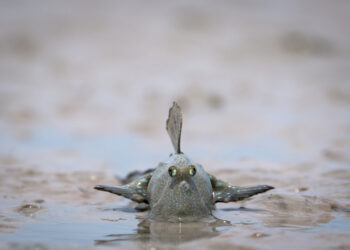 The Kimberley on ABC and ABC iview S1E2