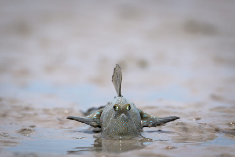 The Kimberley on ABC and ABC iview S1E2