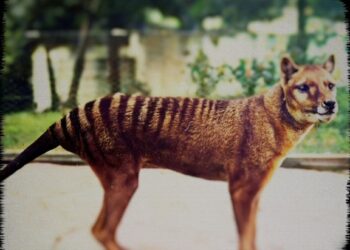 Hunt For Truth: Tasmanian Tiger Verdict on SBS and SBS on Demand